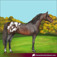 Horse Color:Bay Appaloosa  and Bay Appaloosa 