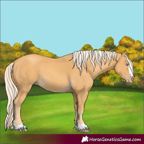 Horse Color:Unknown 