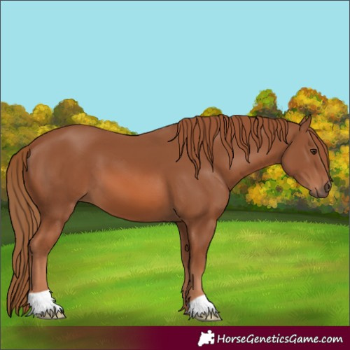 Horse Color:Chestnut 