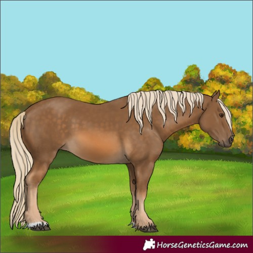 Horse Color:Chocolate Palomino 