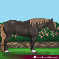 Horse Color:Liver Chestnut 