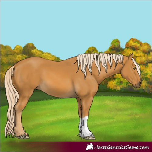Horse Color:Palomino 