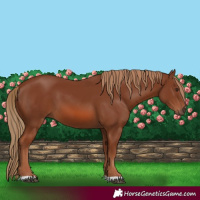 Horse Color:Chestnut 