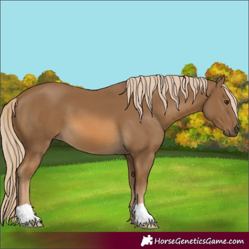 Horse Color:Chocolate Palomino 