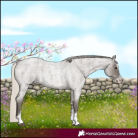 Horse Color:Silver Blue Roan Sabino 