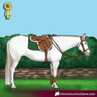 Horse Color:Gray White Spotted Buckskin Pearl Splash Blanket 