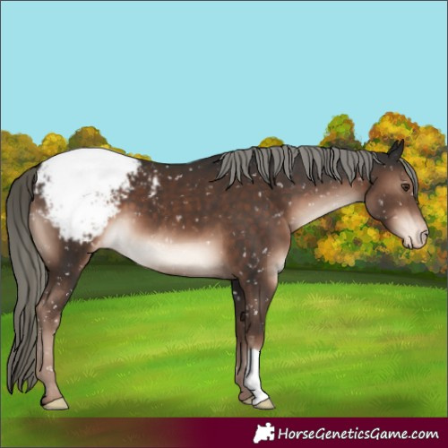 Horse Color:Liver Chestnut Mushroom Appaloosa