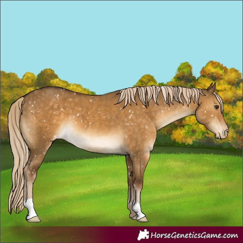 Horse Color:Chocolate Palomino Dun Appaloosa 