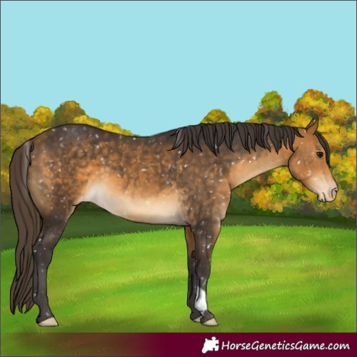 Horse Color:Buckskin Appaloosa 