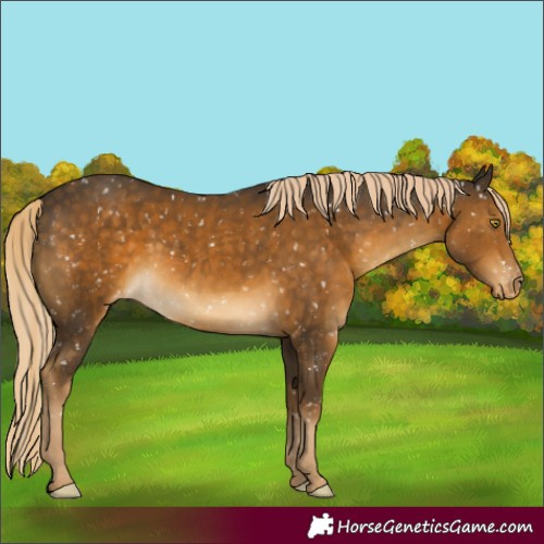 Horse Color:Chocolate Palomino Mushroom Appaloosa