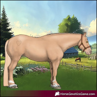 Horse Color:Gold Champagne 