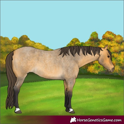 Horse Color:Buckskin Roan 
