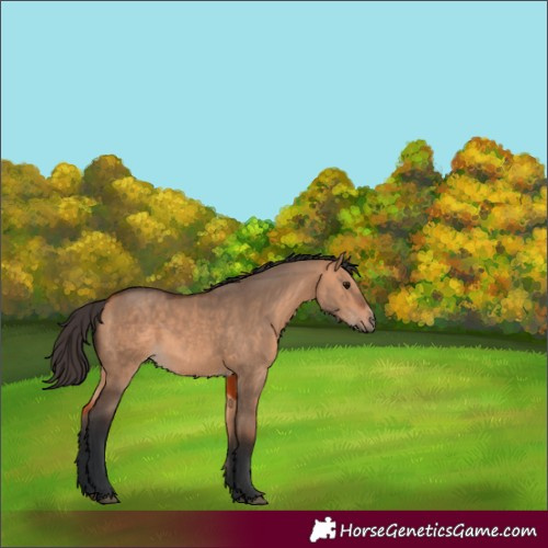 Horse Color:Bay Dun 
