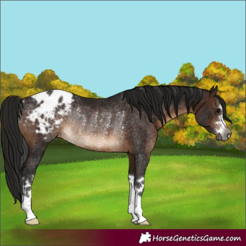 Horse Color:Gray Bay Appaloosa Rabicano 