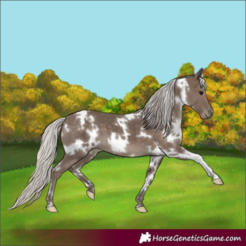 Horse Color:White Spotted Silver Black 
