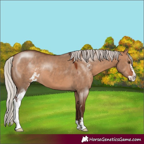 Horse Color:Silver Bay Dun Sabino 