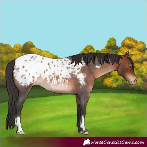Horse Color:Bay Roan Appaloosa