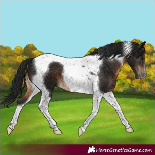 Horse Color:Gray Brown Tobiano 