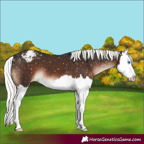 Horse Color:Liver Chestnut Mushroom Splash Appaloosa 