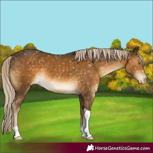 Horse Color:Chocolate Palomino Mushroom Appaloosa 