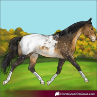 Horse Color:Buckskin Appaloosa