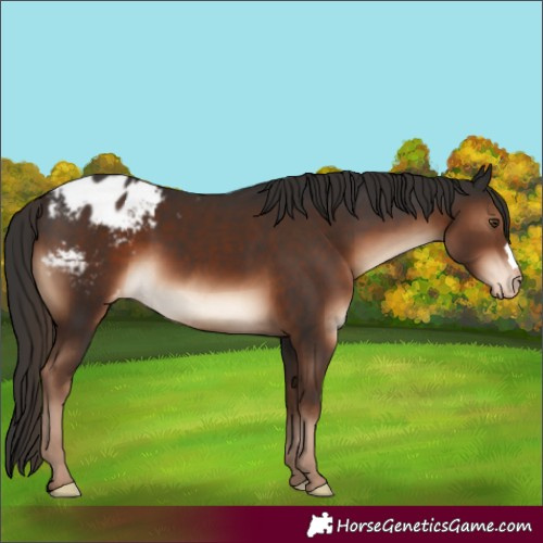 Horse Color:Liver Chestnut Appaloosa 