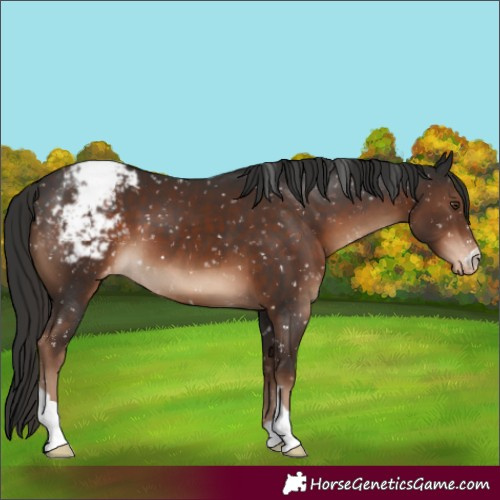Horse Color:Liver Chestnut Appaloosa 