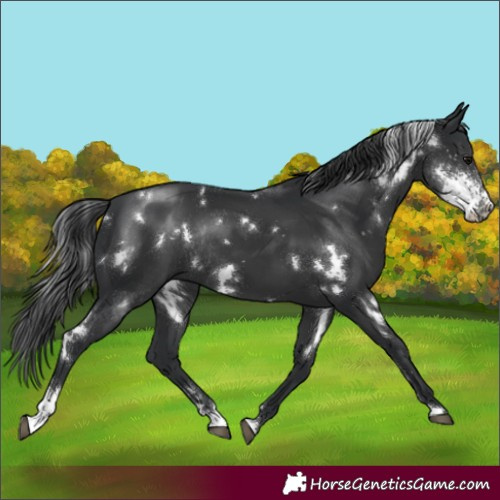 Horse Color:White Spotted Black Sabino Rabicano 