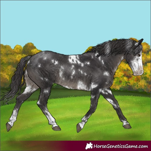 Horse Color:White Spotted Smoky Black Sabino Rabicano 
