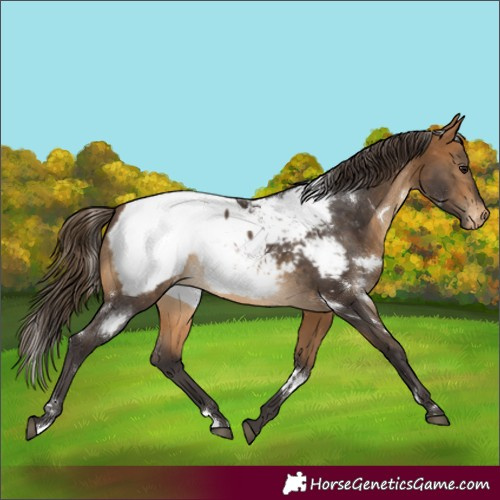 Horse Color:White Spotted Buckskin Appaloosa 