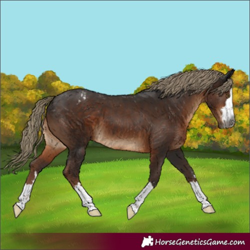 Horse Color:Gray Liver Chestnut Mushroom Appaloosa 