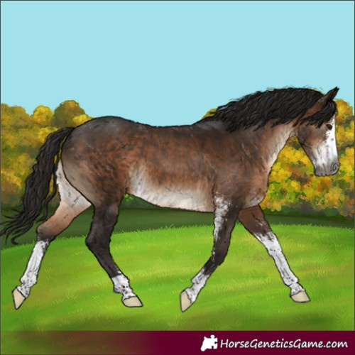 Horse Color:Gray Bay Sabino Appaloosa 