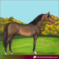 Horse Color:Buckskin 