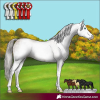 Horse Color:Gray White Spotted Smoky Black Pearl 