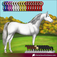 Horse Color:Gray White Spotted Smoky Black Pearl 
