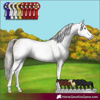 Horse Color:Gray White Spotted Smoky Black Pearl 