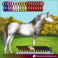 Horse Color:Gray White Spotted Smoky Black Pearl 