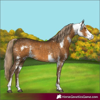 Horse Color:Chocolate Palomino Sabino 