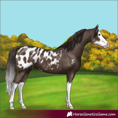 Horse Color:Liver Chestnut Sabino Splash Blanket 