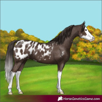 Horse Color:Liver Chestnut Sabino Splash Appaloosa 