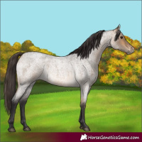 Horse Color:Buckskin Roan Rabicano 