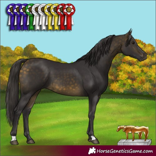 Horse Color:Buckskin 