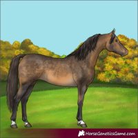 Horse Color:Buckskin 