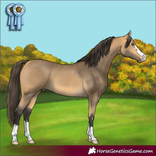 Horse Color:Buckskin 