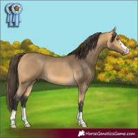 Horse Color:Buckskin 