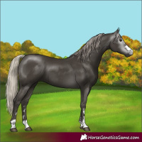 Horse Color:Gray Silver Smoky Black 