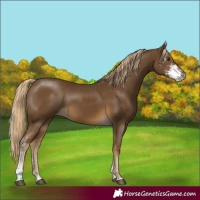 Horse Color:Chocolate Palomino Sabino 