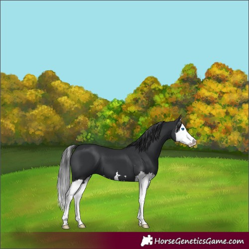 Horse Color:Black Splash 