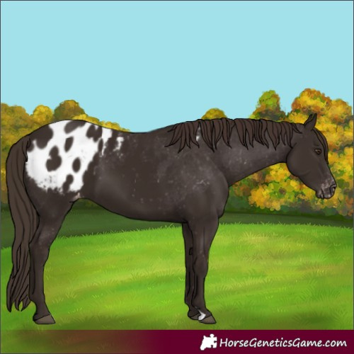 Horse Color:Liver Chestnut Appaloosa
