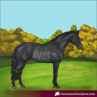 Horse Color:Black Appaloosa Rabicano 